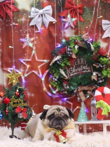 20231220くりこちゃん